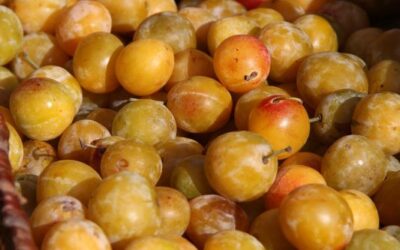 Découvrez le charme du bistrot 12 avec ses saveurs de picon et de mirabelle