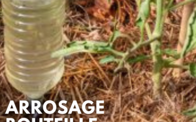 Arrosage souterrain bouteille : astuces économiques et écologiques pour votre jardin