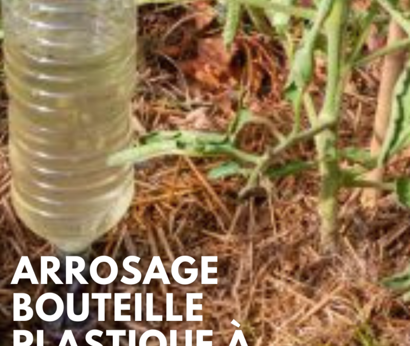 Arrosage souterrain bouteille : astuces économiques et écologiques pour votre jardin
