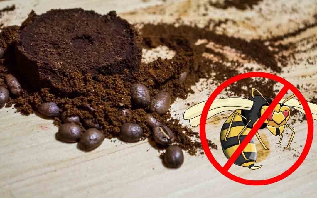 Utiliser le marc de café comme répulsif guêpes naturel : astuces et témoignages