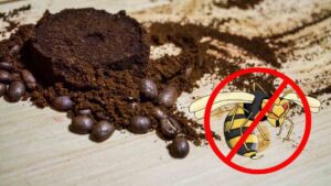 Marc de café répulsif guêpes naturel