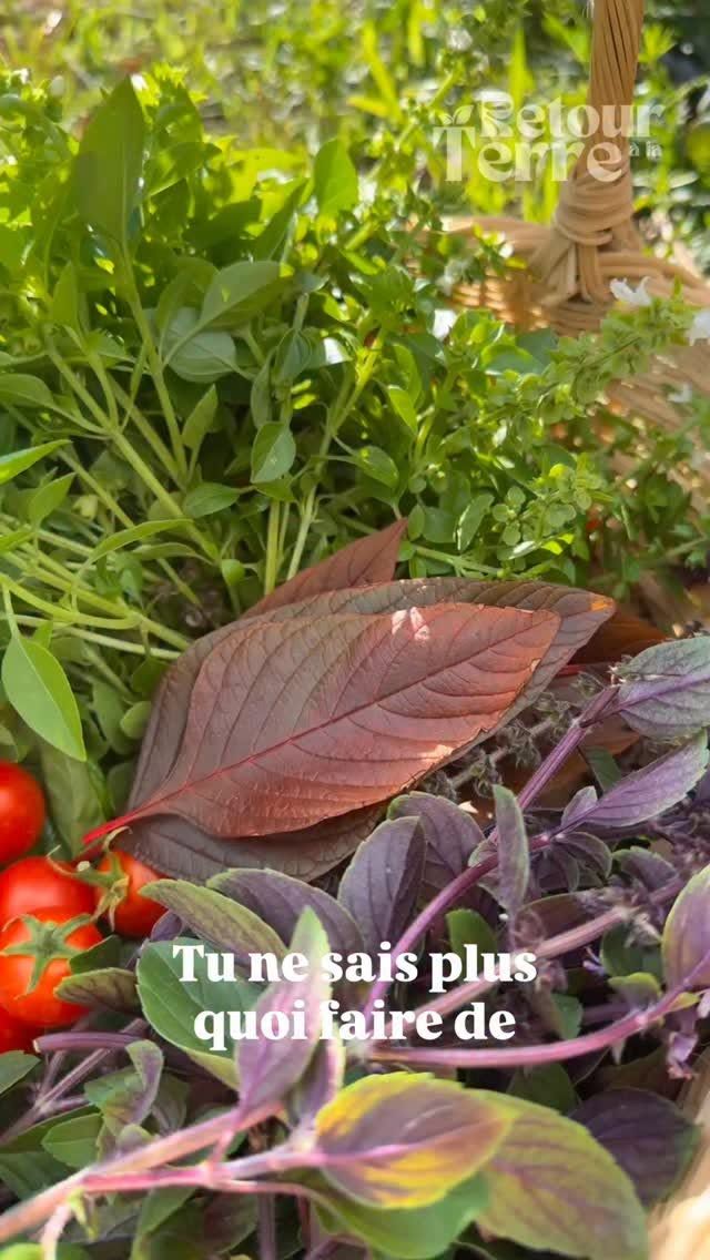 essence de tomate clarifi&eacute;e