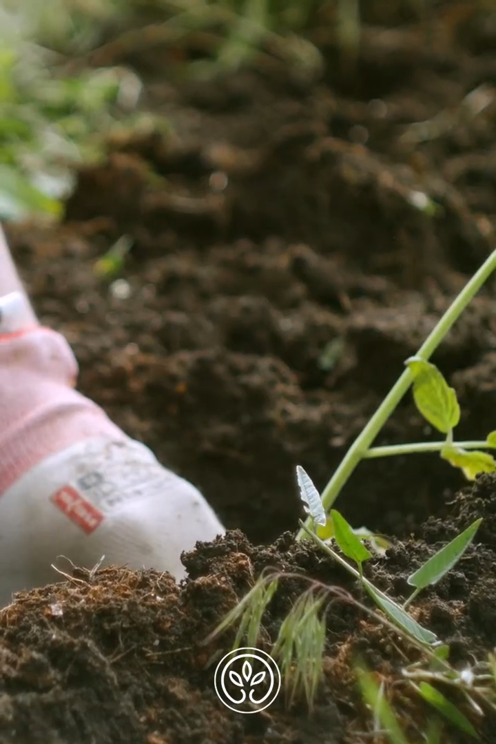 Eau de tomate basilic pourpre