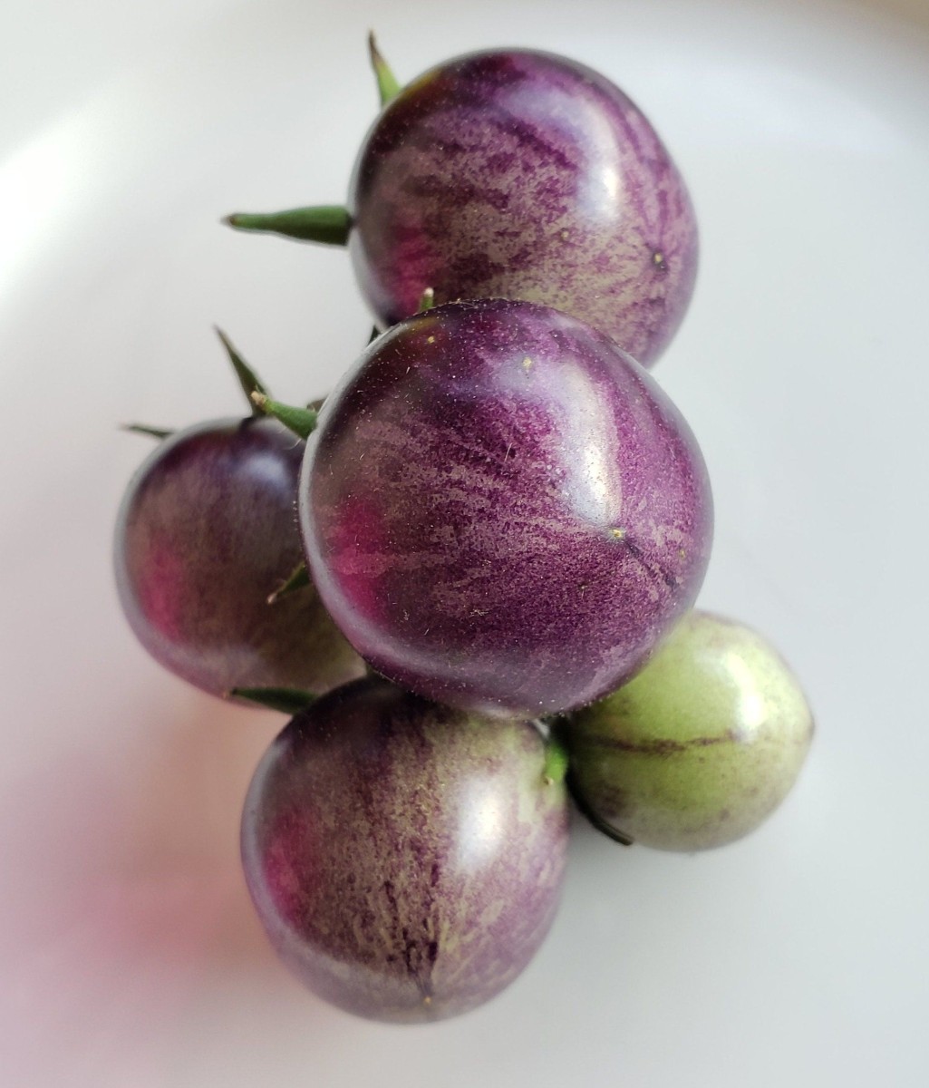 Eau de tomate basilic pourpre